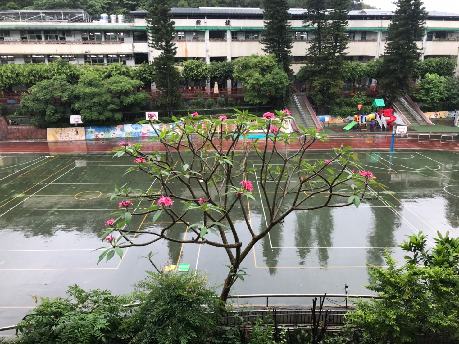 緬梔花