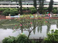 緬梔花